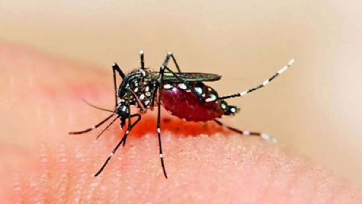 Dengue Outbreak In Manipur: Health Minister Urges Community To Unite In Fight Against The Disease